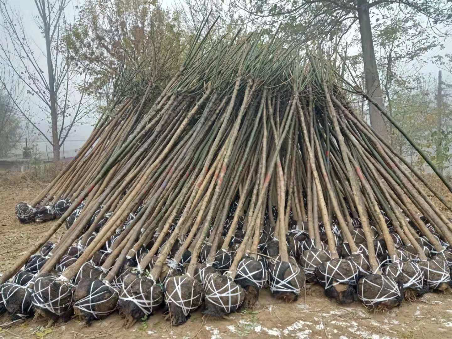 国槐山东国槐苗木基地、批发价格、哪里有【惠民县地之初苗木种植合作社】