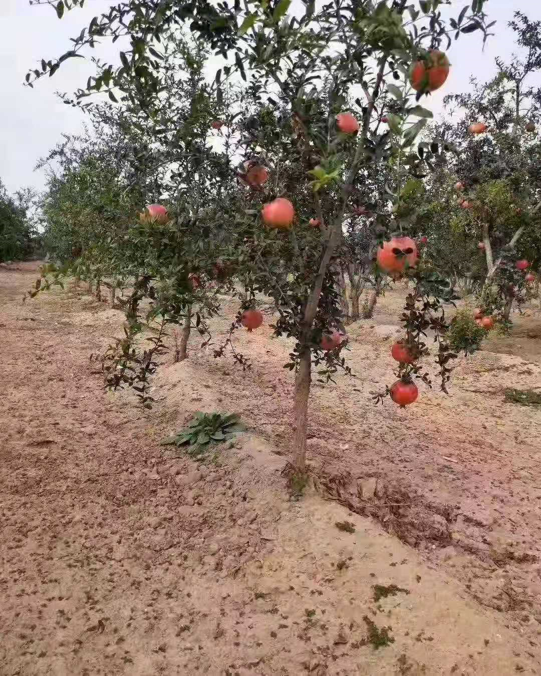 河南无籽石榴苗种植 软籽石榴树苗 红石榴树果树图片