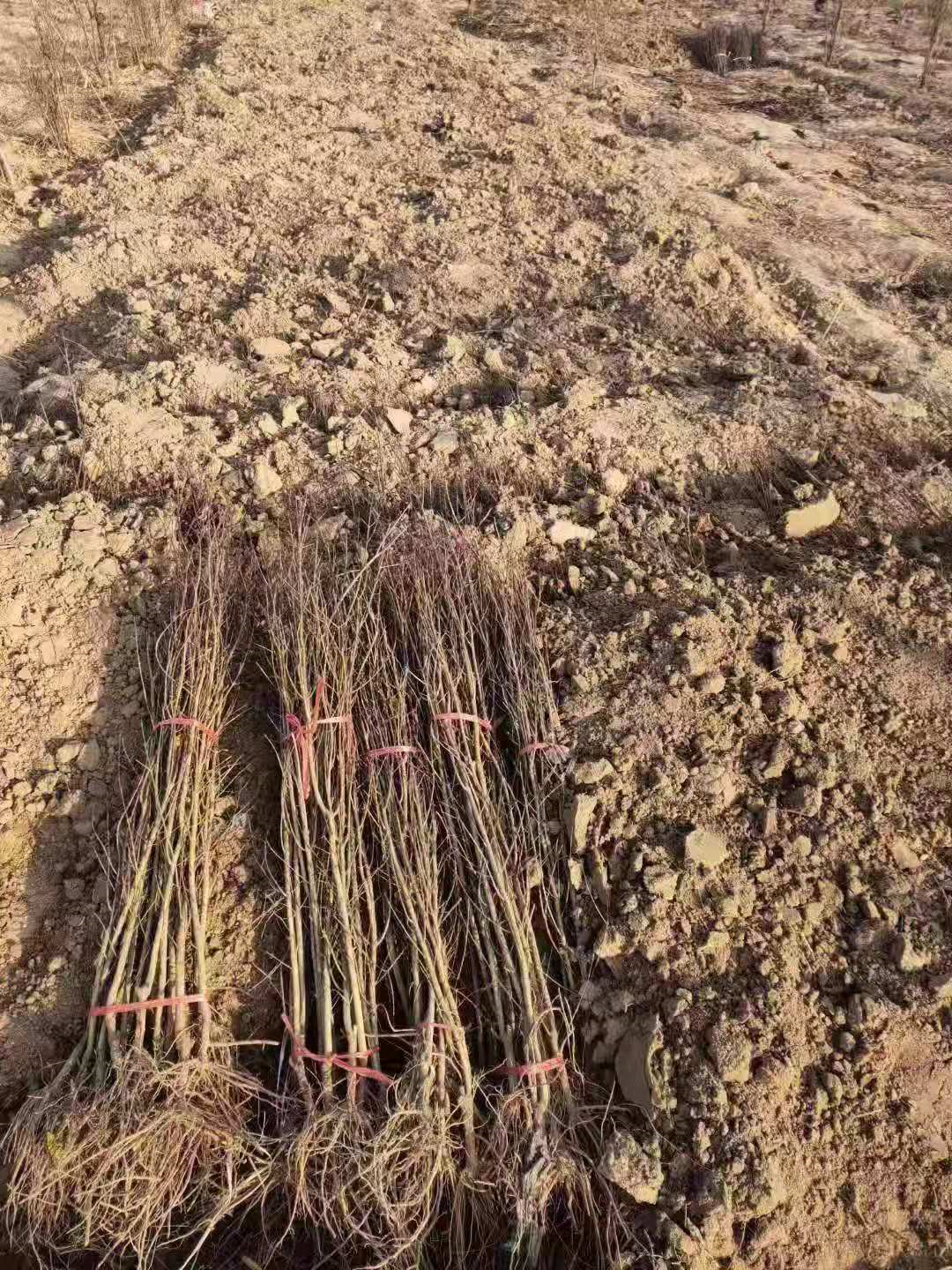 河陰軟籽石榴樹苗圖片/河陰軟籽石榴樹苗樣板圖 (4)