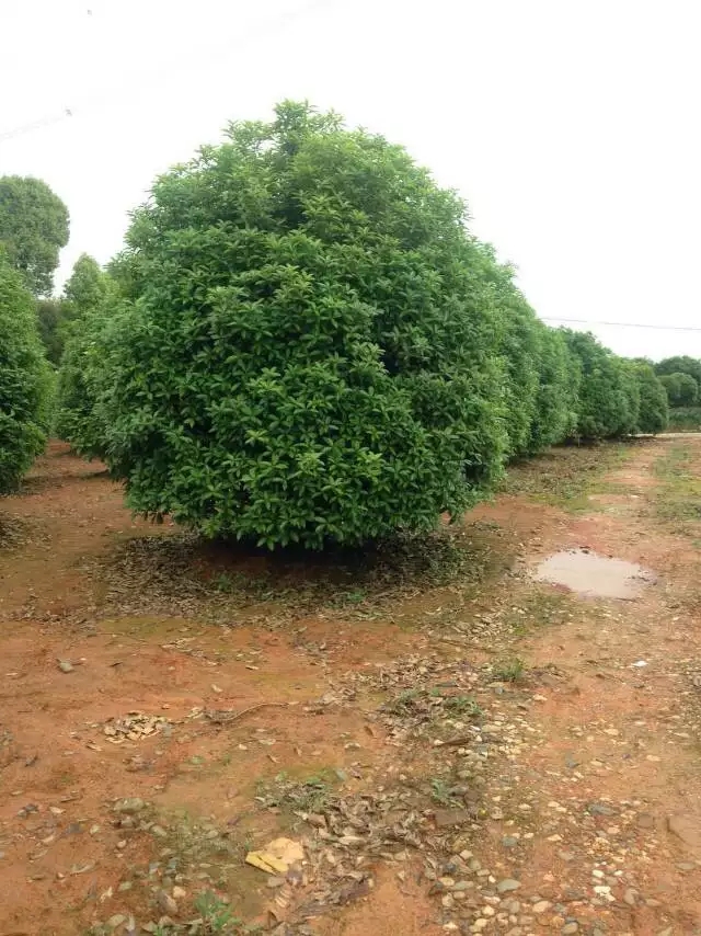 桂花图片