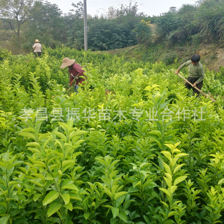 孝感市果树苗木批发厂家果树苗木批发 药用枳壳种苗 优质嫁接枳壳苗