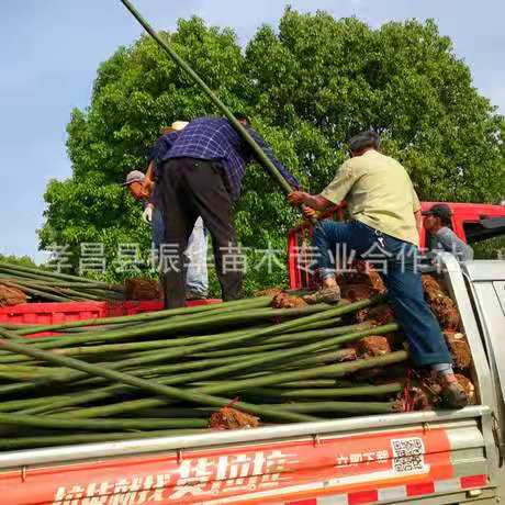 孝感市小叶香樟厂家