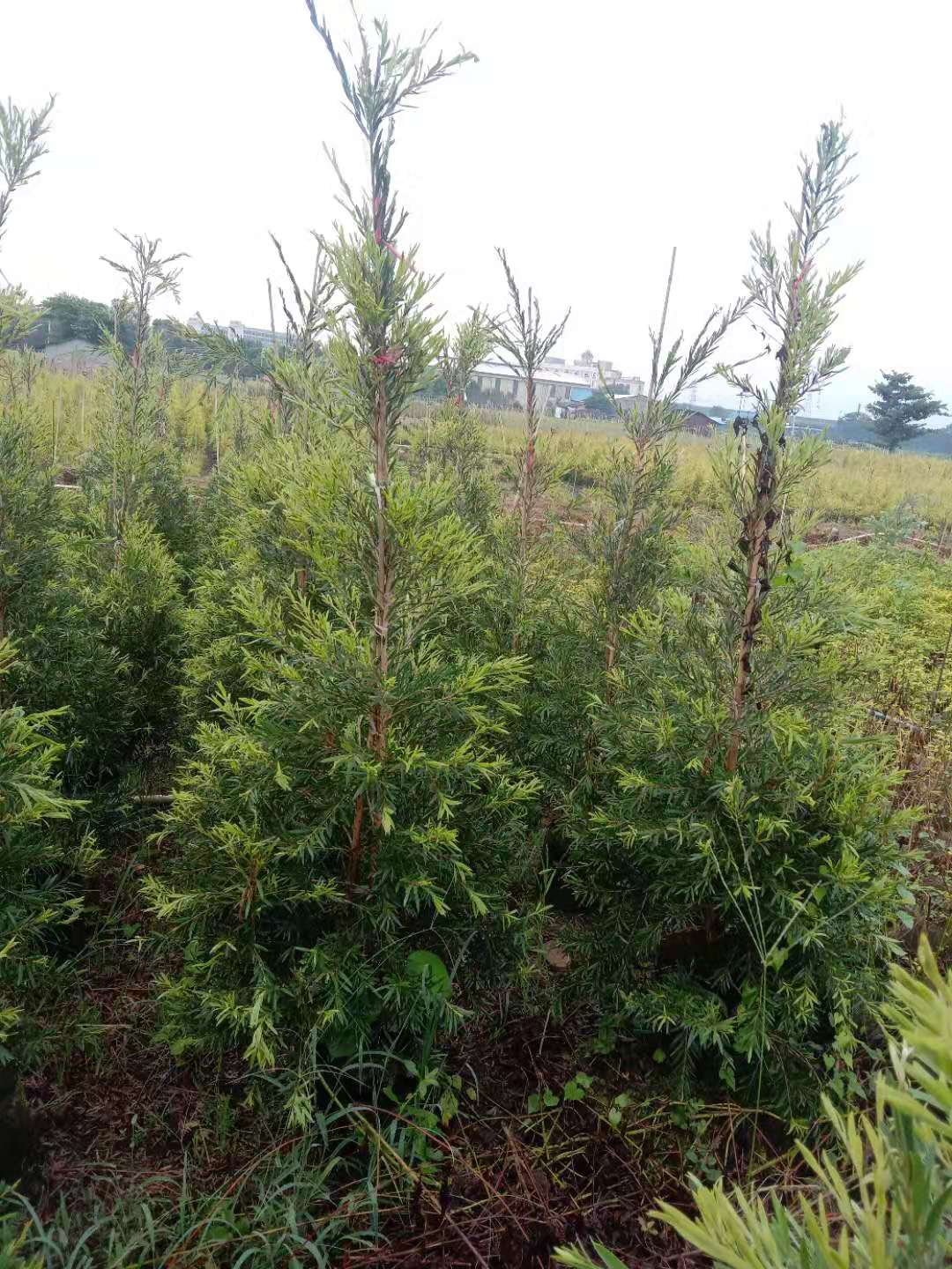 佛山市重庆多花红千层厂家重庆红千层种植基地、多花红千层一手批发、红千层供应商【绿源苗木基地】、 重庆多花红千层