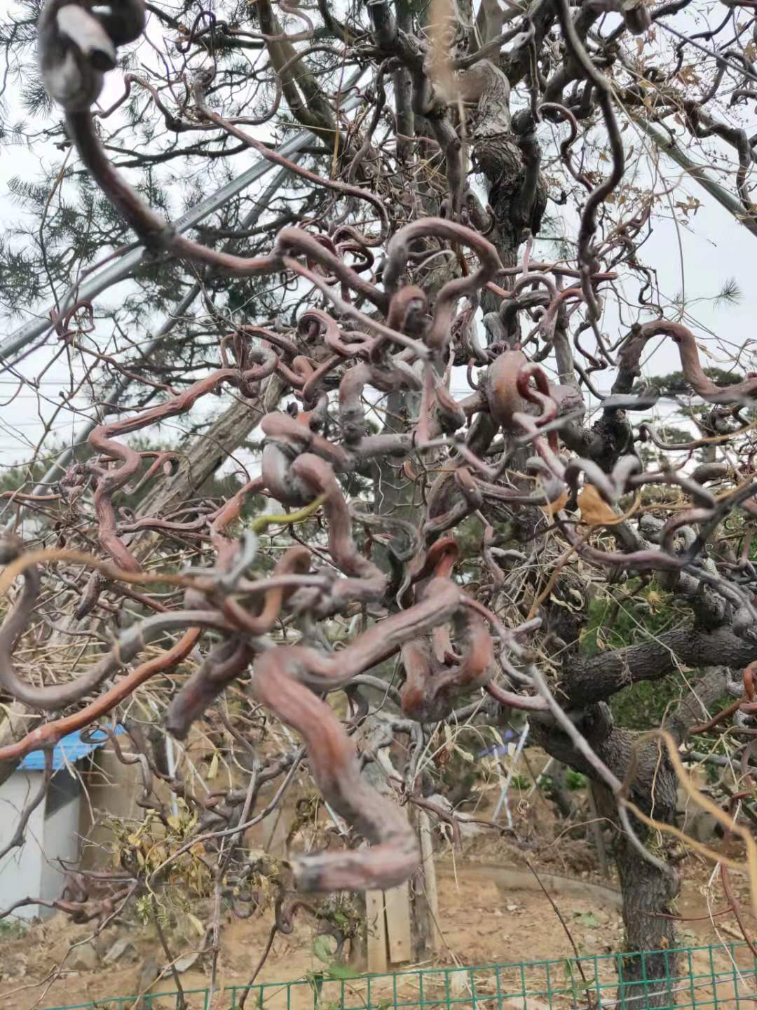 品種苗圖片/品種苗樣板圖 (4)