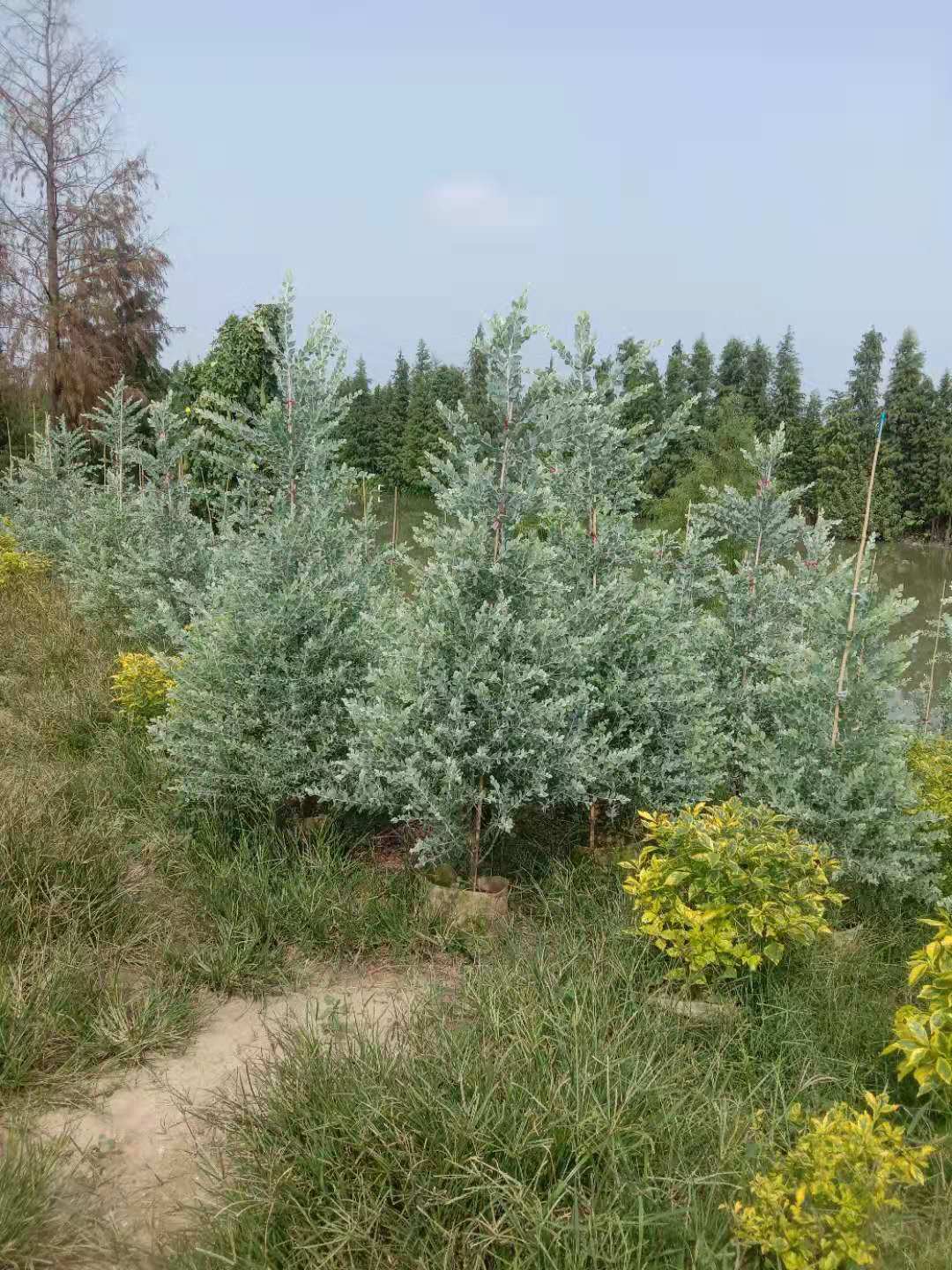 湖南银叶金合欢图片