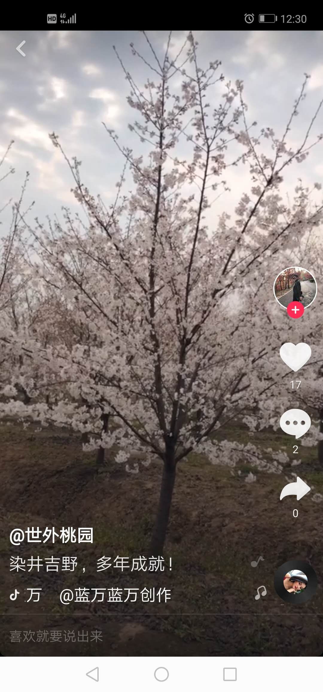 湖南长沙3-20樱花基地直销