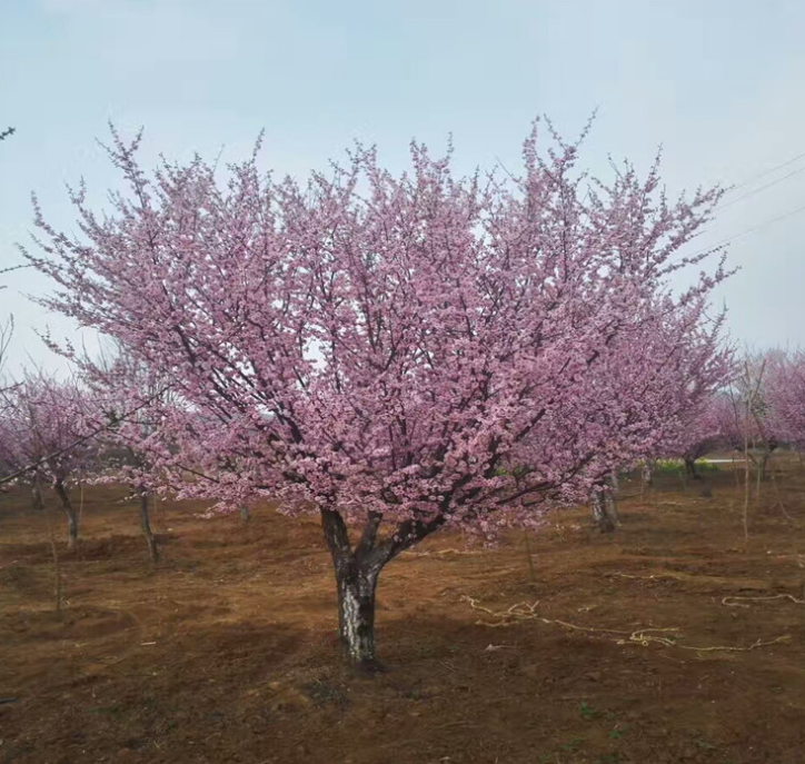 梅花树图片