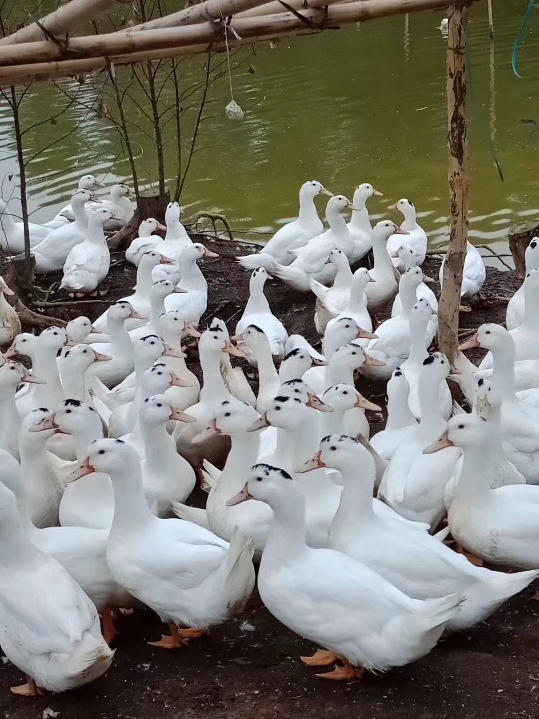 廣西一點(diǎn)頭鴨苗養(yǎng)殖批發(fā)價(jià)供應(yīng)商直銷多少錢(qián)哪里有報(bào)價(jià)【南寧市鴻發(fā)禽業(yè)有限公司 】