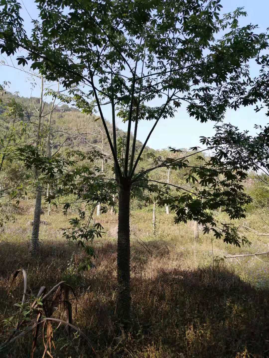 福建漳州美丽异木棉10一20公分种植批发基地批发价格哪里有卖多少钱图片