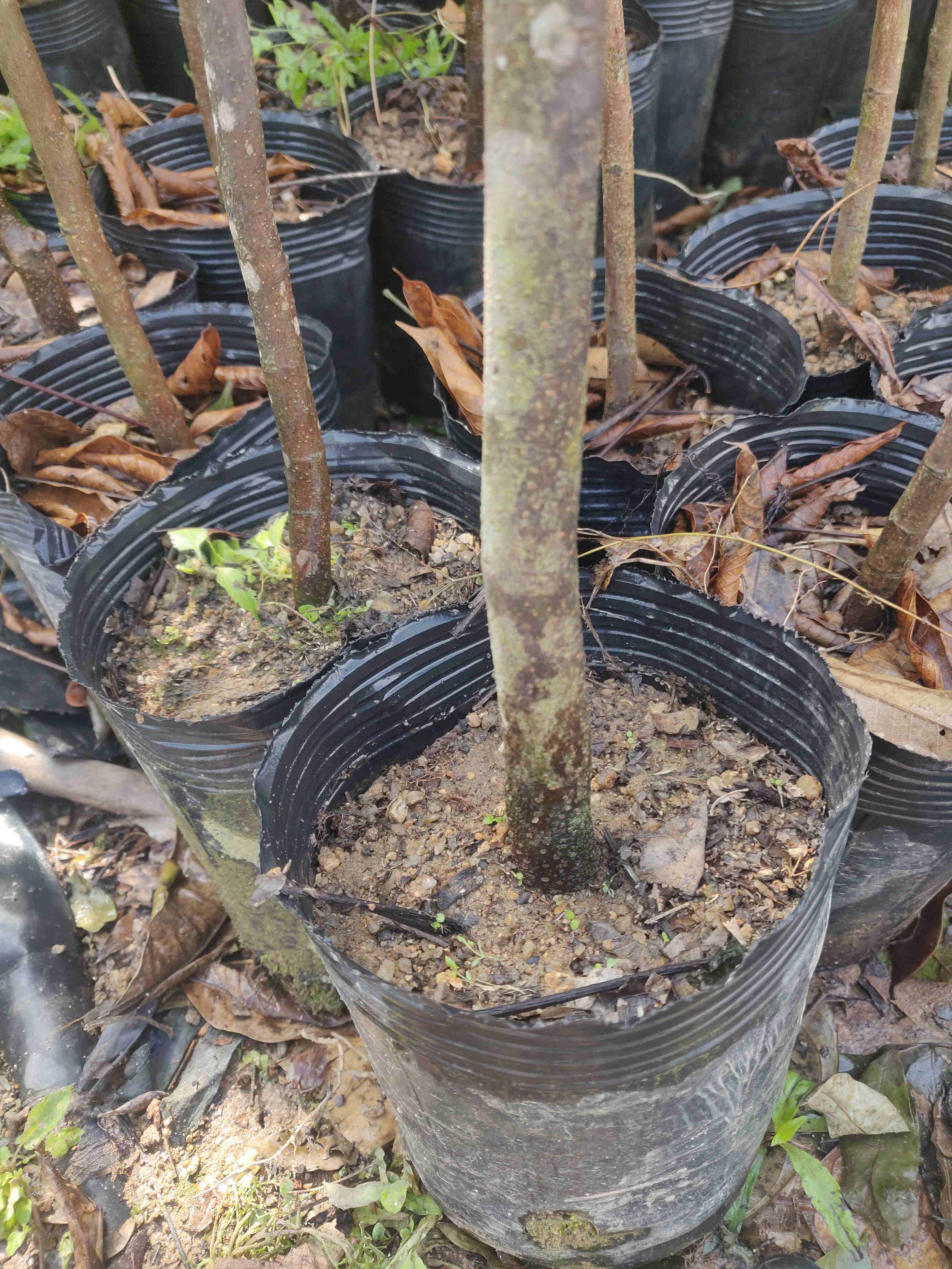 福建漳州橄榄苗种植基地批发价格