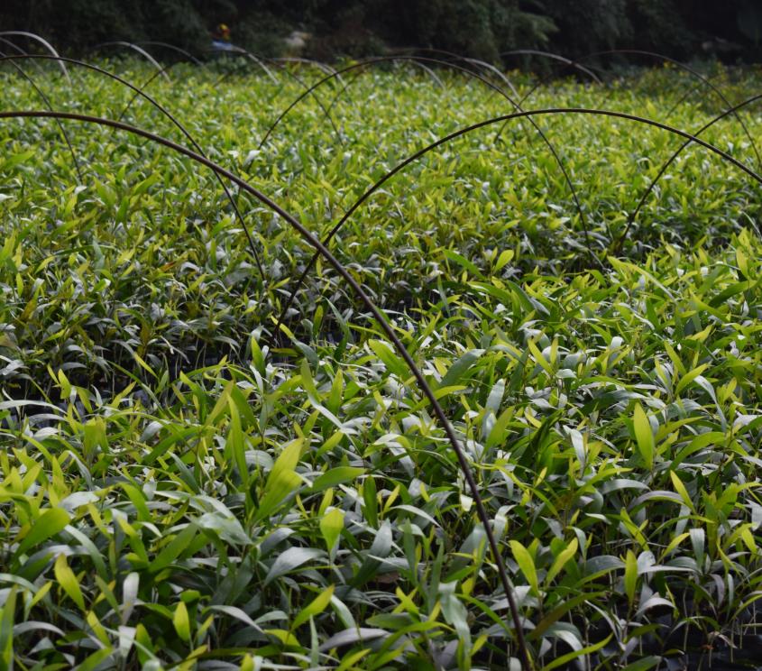 大叶相思  大叶相思批发价格  大叶相思种植基地