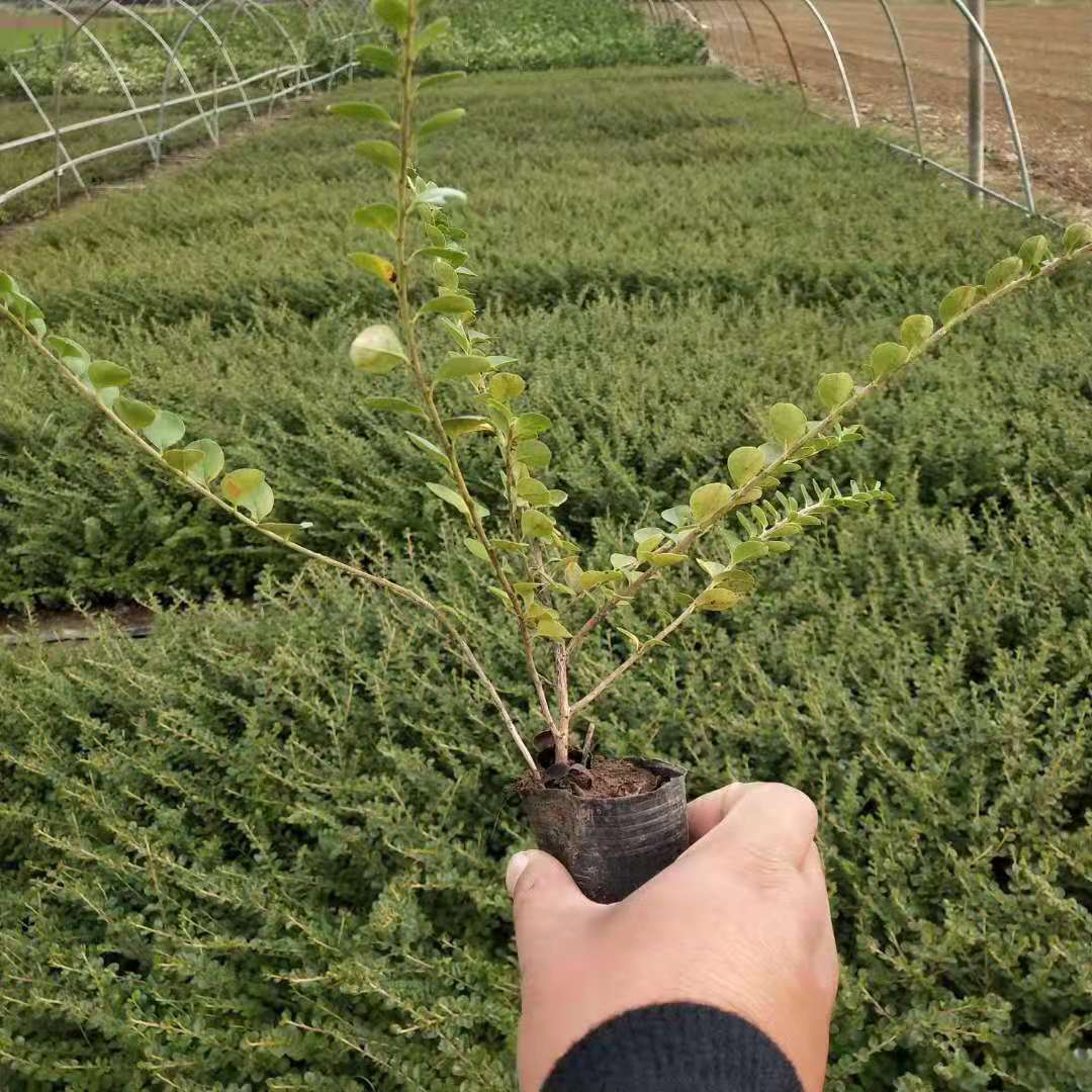 平枝荀子图片