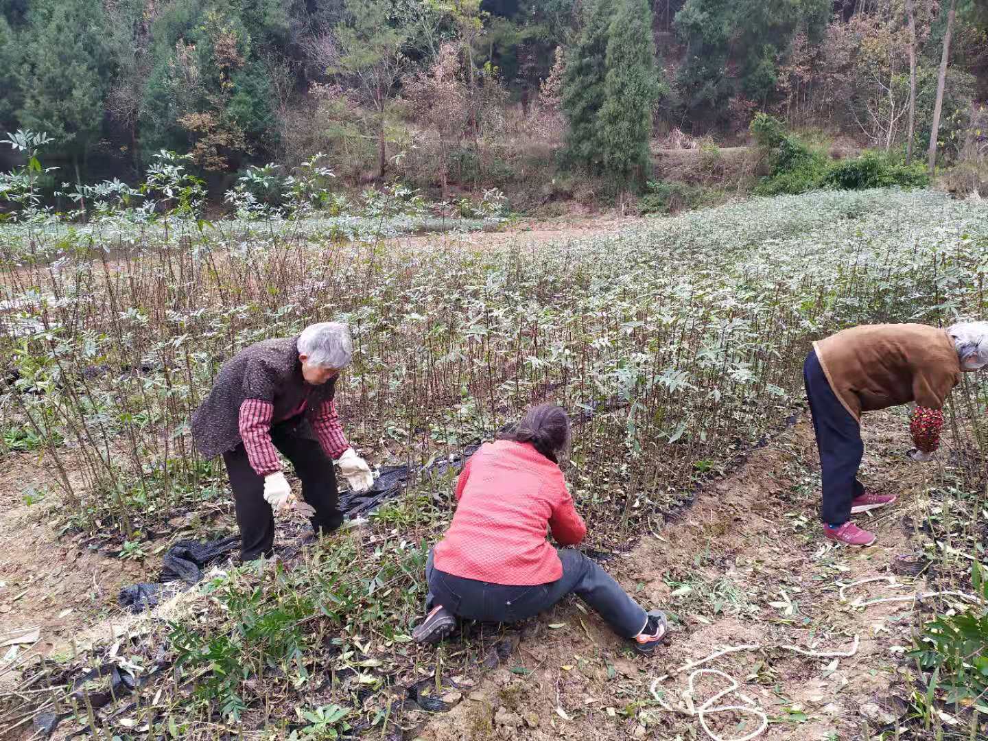 绵阳市四川广元嫁接藤椒苗基地厂家四川广元嫁接藤椒苗基地批发种植基地哪里有卖多少钱一棵