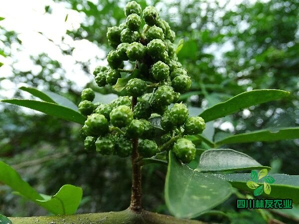 四川绵阳九叶青花椒苗基地批发种植基地哪里有卖多少钱一棵图片