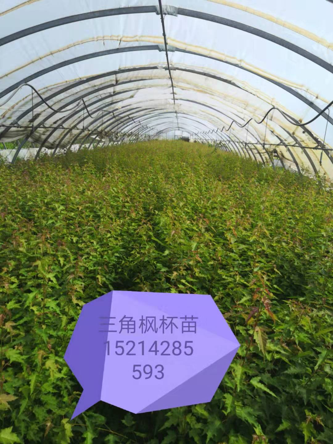 遼寧鐵嶺三角楓杯苗基地批發(fā)價格多少錢 銷往遼寧，吉林，黑龍江，天津，甘肅
