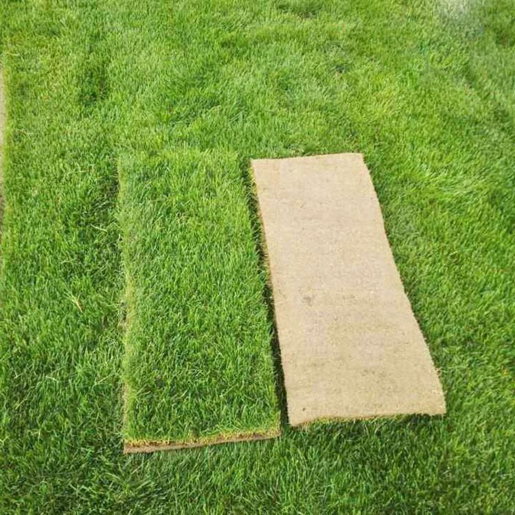 冷季型多年生草坪 護(hù)坡別墅用草坪 運(yùn)動(dòng)場*草坪 冷季型草坪