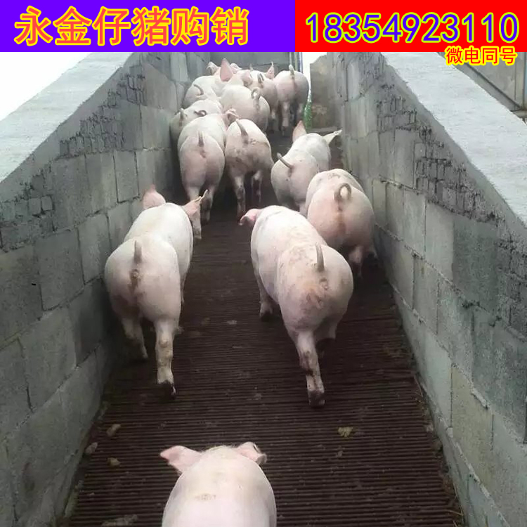 山東育肥豬苗圖片