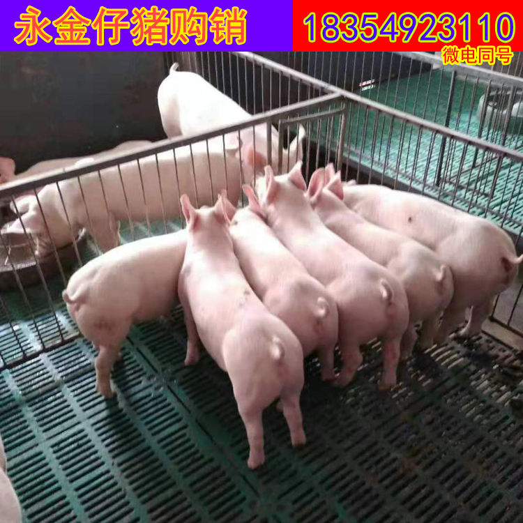 种母猪苗图片