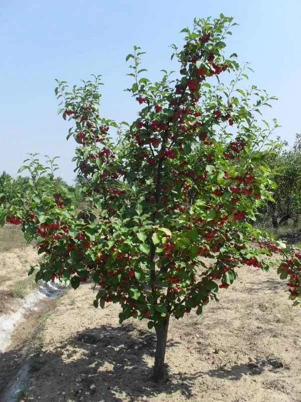 求夠八棱海棠樹圖片