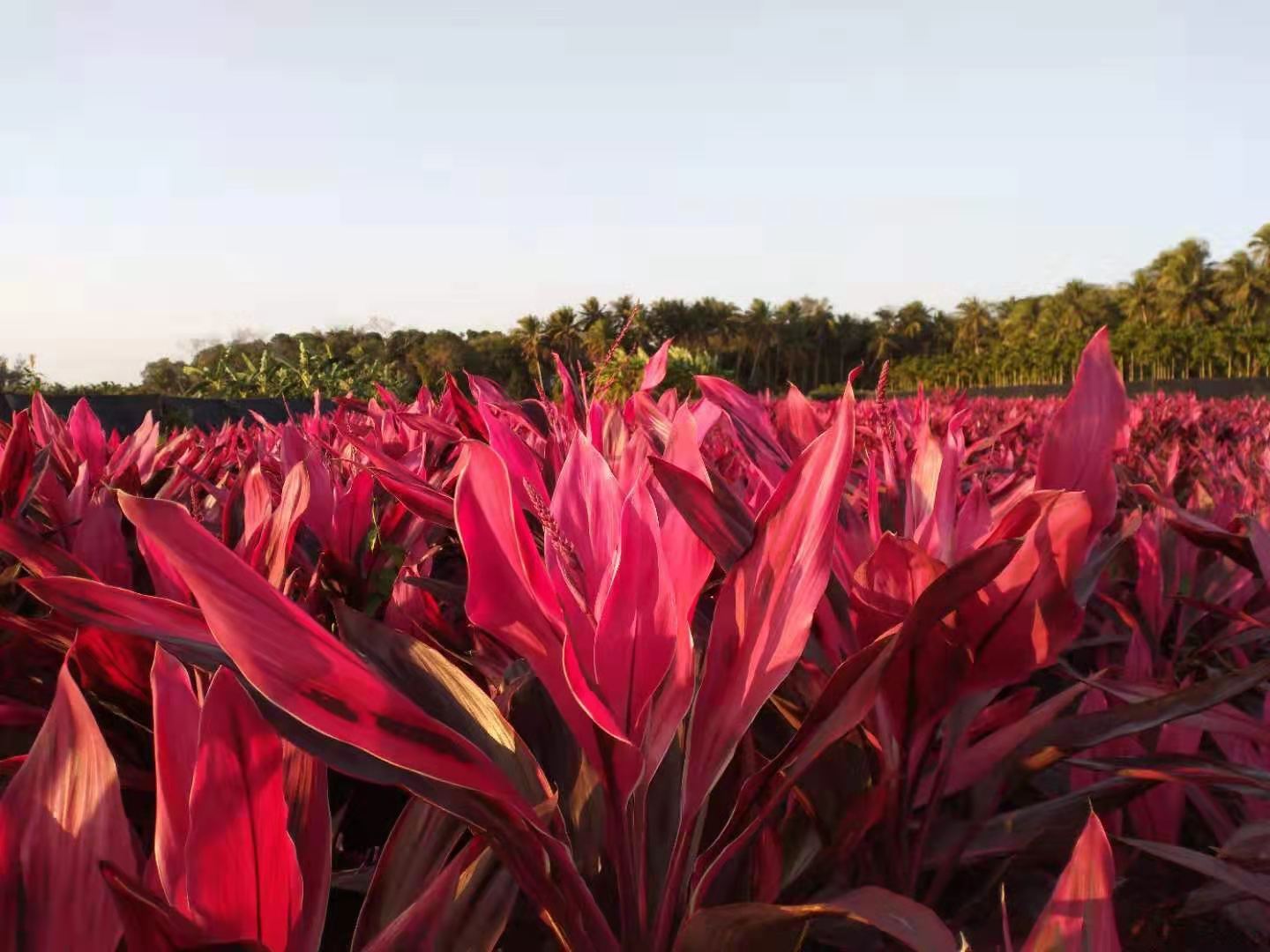 海南红色富贵竹种植基地 ，价格，批发价