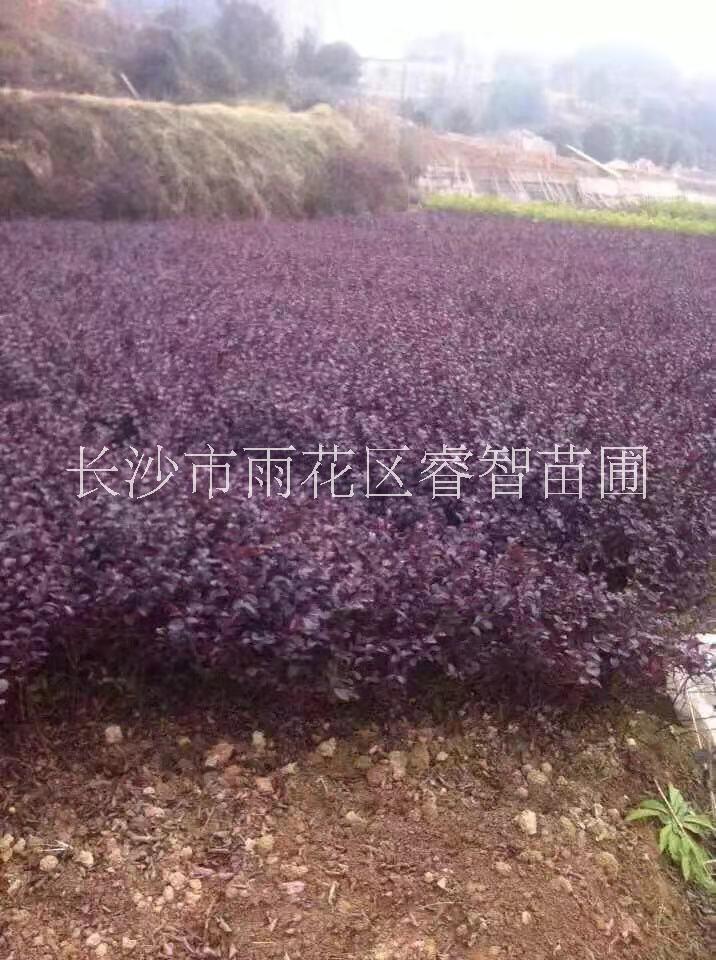 工程小苗圖片/工程小苗樣板圖 (2)