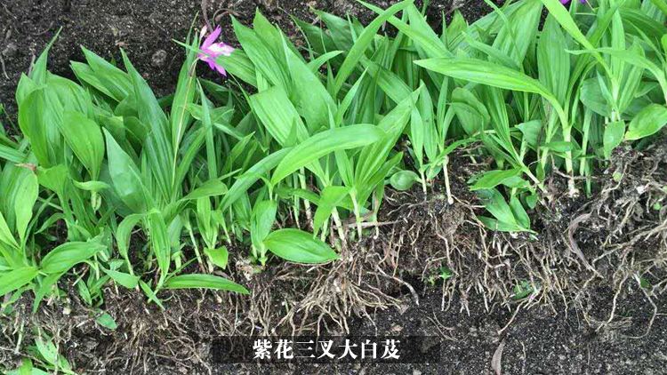 白芨种苗,紫花三叉白芨种苗,批发白芨苗,紫花三叉白芨苗价格图片