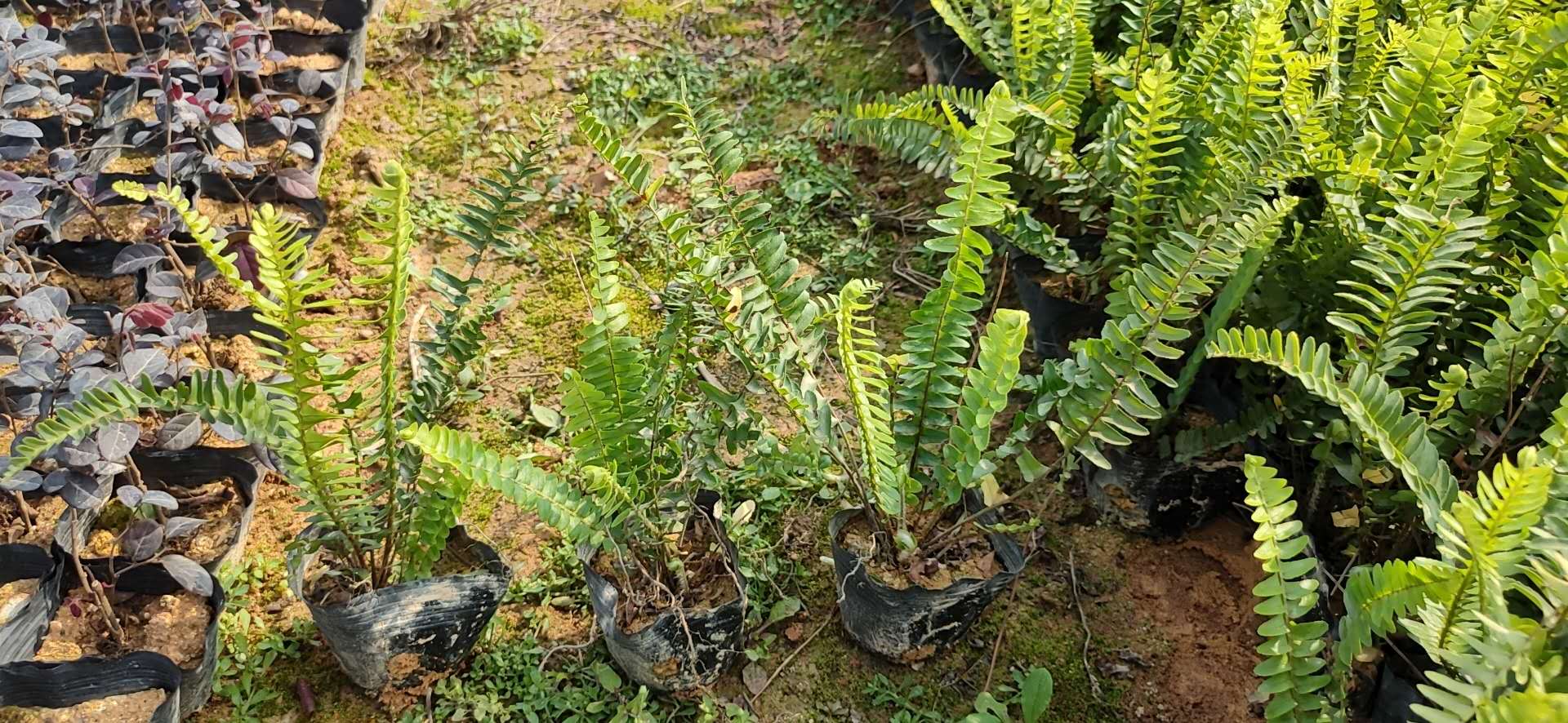 排骨草肾蕨 高25cm 专业种植排骨草 绿化地被苗图片