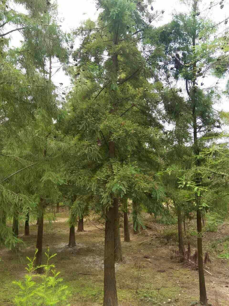 南縣池杉種植基地-池杉價(jià)格-銷(xiāo)售