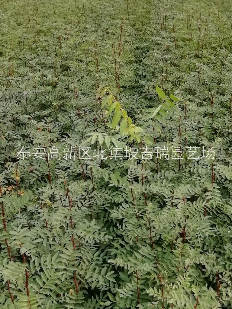 大红袍花椒苗基地-供应优质花椒苗-根系发达图片