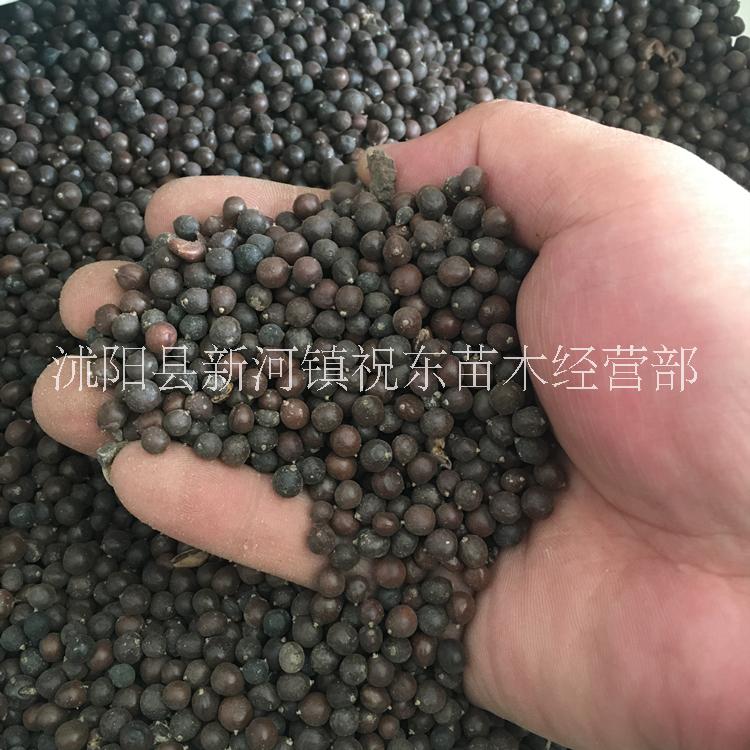 黃山欒樹種子價格顏軻種業(yè)供應北京欒種子圖片行道工程園林綠化林木種子
