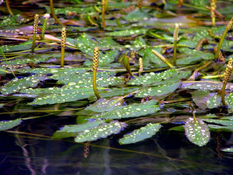 贵州眼子菜基地，贵州水生植物基地 沉水植物批发，价格图片