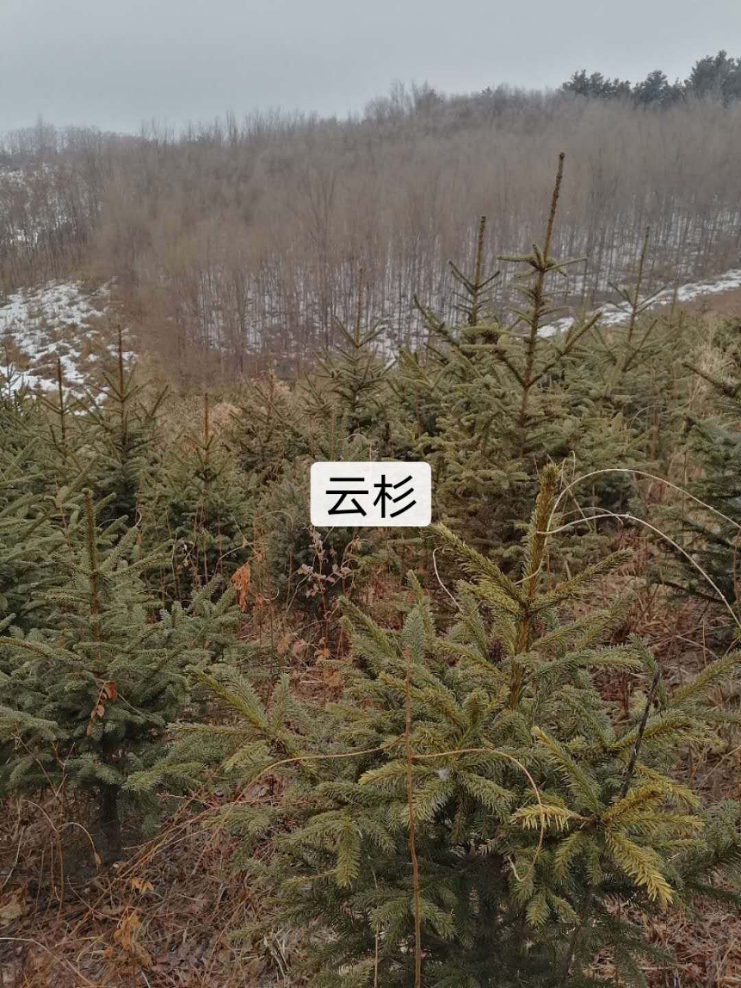 云杉廠家地址圖片/云杉廠家地址樣板圖 (1)