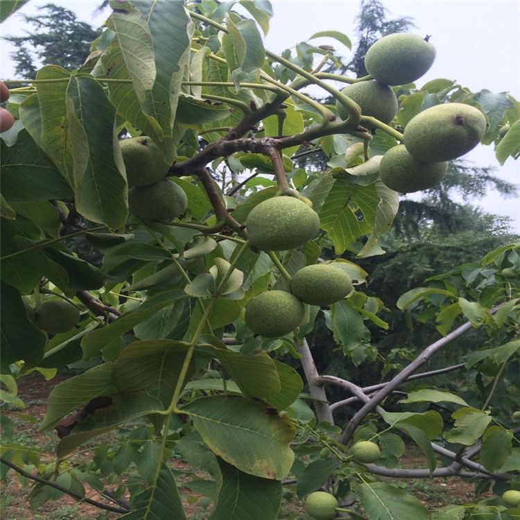 遼核核桃苗圖片/遼核核桃苗樣板圖 (4)