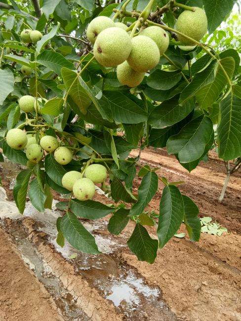 遼核核桃苗圖片/遼核核桃苗樣板圖 (2)