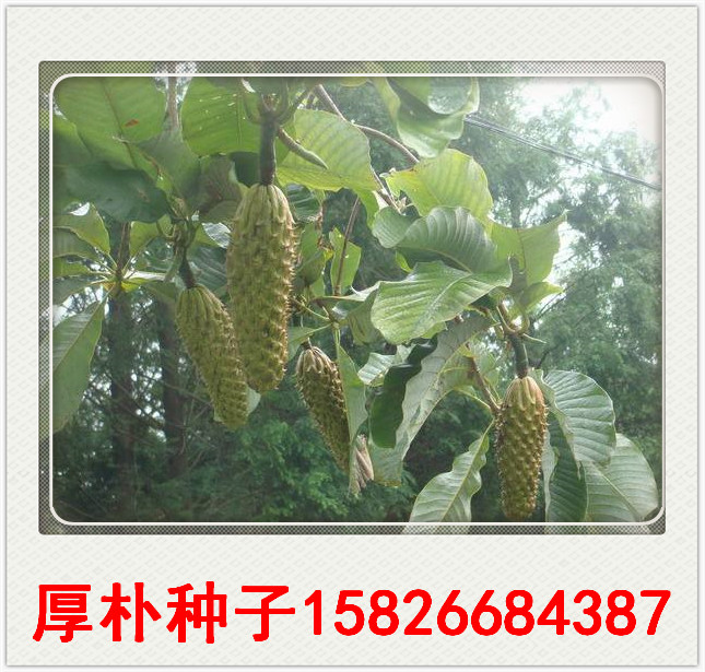 湖北厚樸種子圖片/湖北厚樸種子樣板圖 (4)