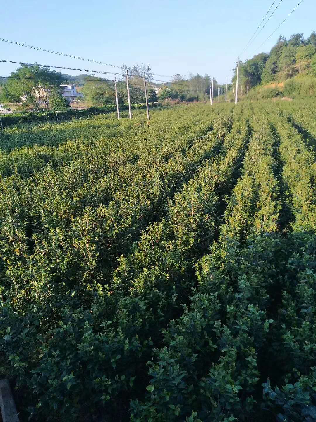 茶花苗价格，茶花苗批发，供应商图片