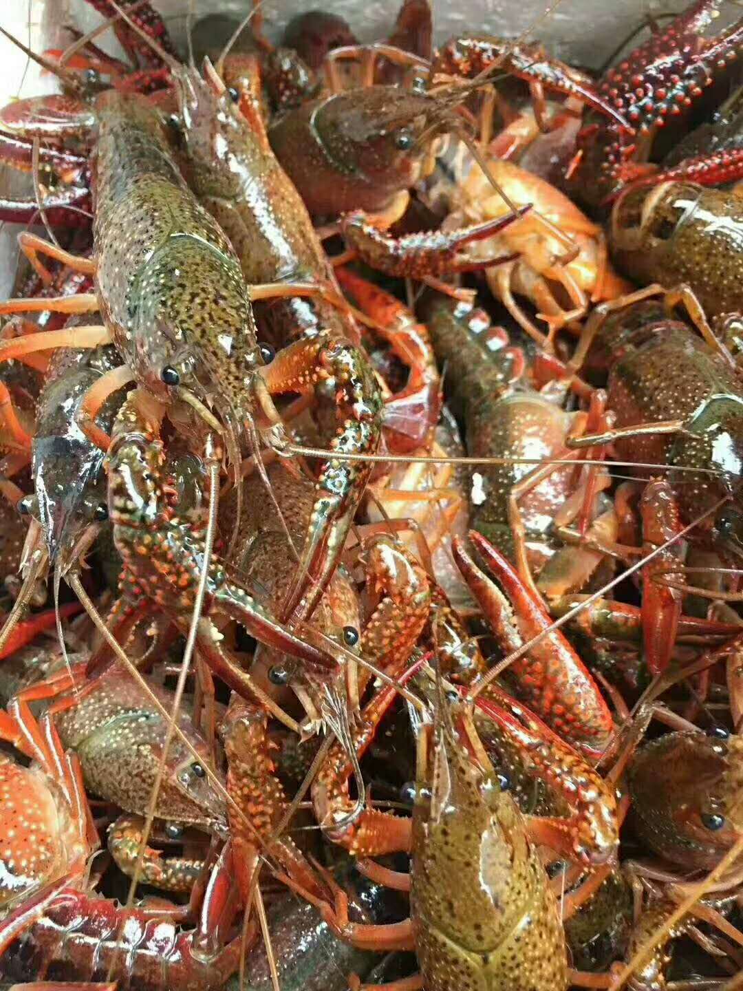 龍蝦養(yǎng)殖市場(chǎng)-江西龍蝦苗養(yǎng)殖