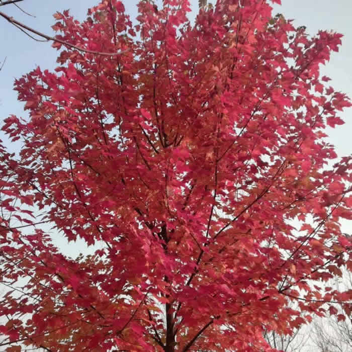 美國紅楓種植圖片/美國紅楓種植樣板圖 (3)