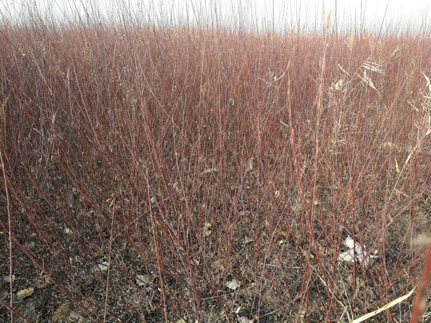 甘肅陜西青海寧夏新疆內(nèi)蒙古河北河南沙柳樹苗出售價格多少錢哪里有賣的貴不貴