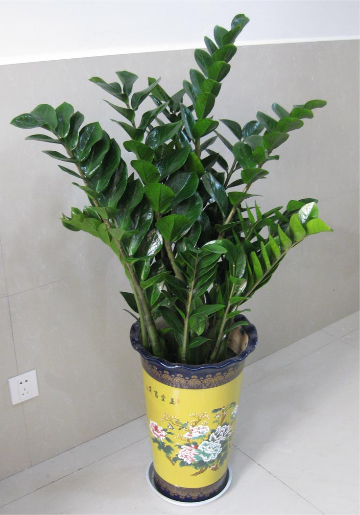 東莞植物租賃 金錢樹 東莞金錢樹