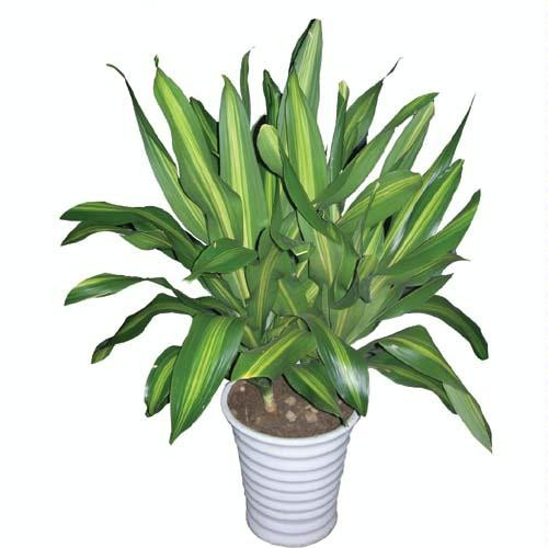 綠植租賃圖片/綠植租賃樣板圖 (2)