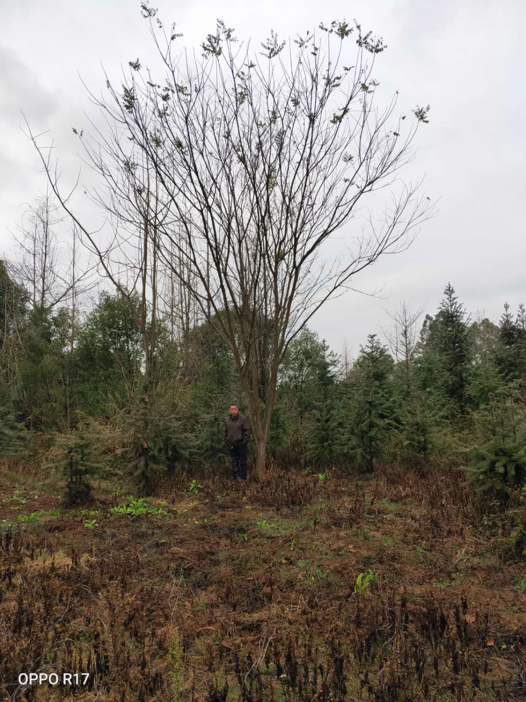 国槐种植基地、哪里有卖、大量供应、出售【广西桂林涛仔绿化苗木】图片