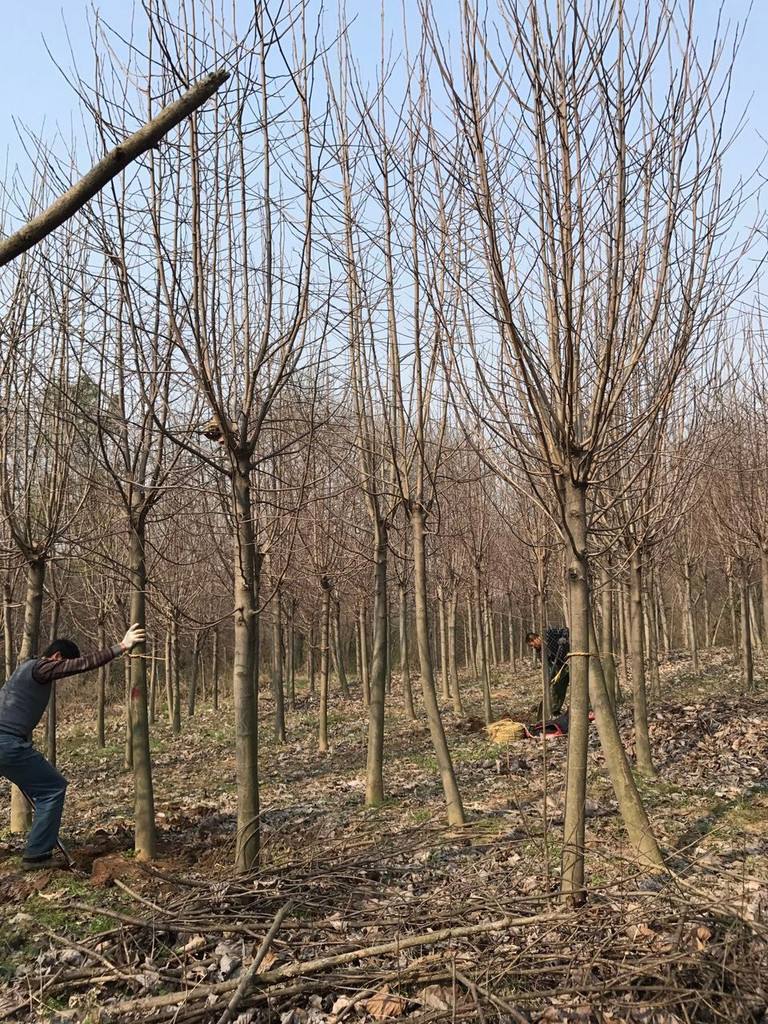 九江市大量出售白玉兰苗基地-报价-批发-专业种植-种子图片