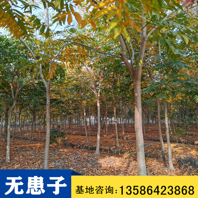 無患子圖片/無患子樣板圖 (4)