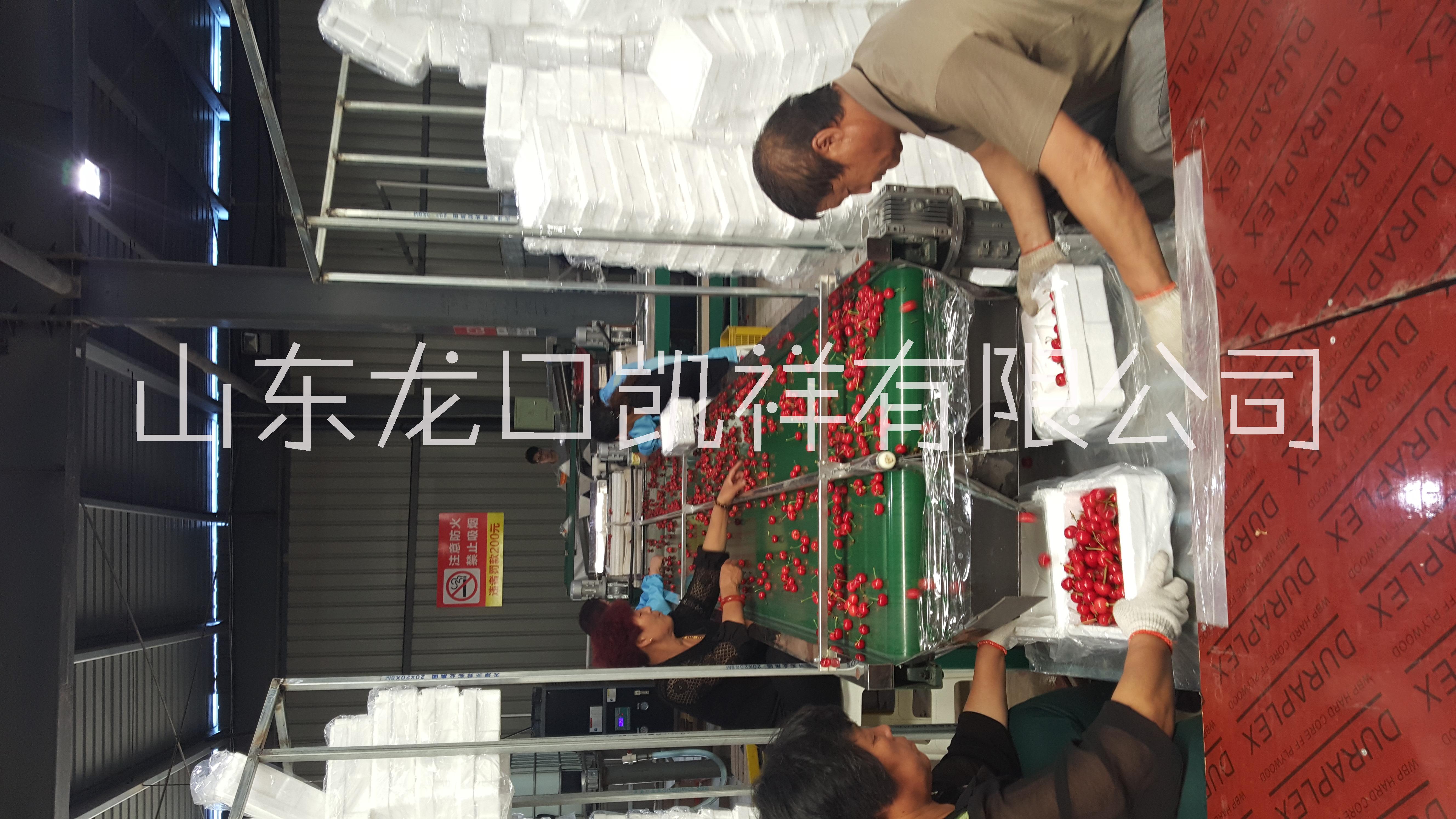 6XY-2型櫻桃預(yù)冷分選機圖片/6XY-2型櫻桃預(yù)冷分選機樣板圖 (2)