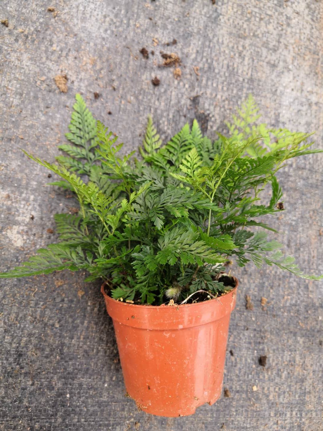 景观植物蕨类狼尾小盆栽  背景植物迷你狼尾小盆栽  迷你可爱蕨类景观狼尾