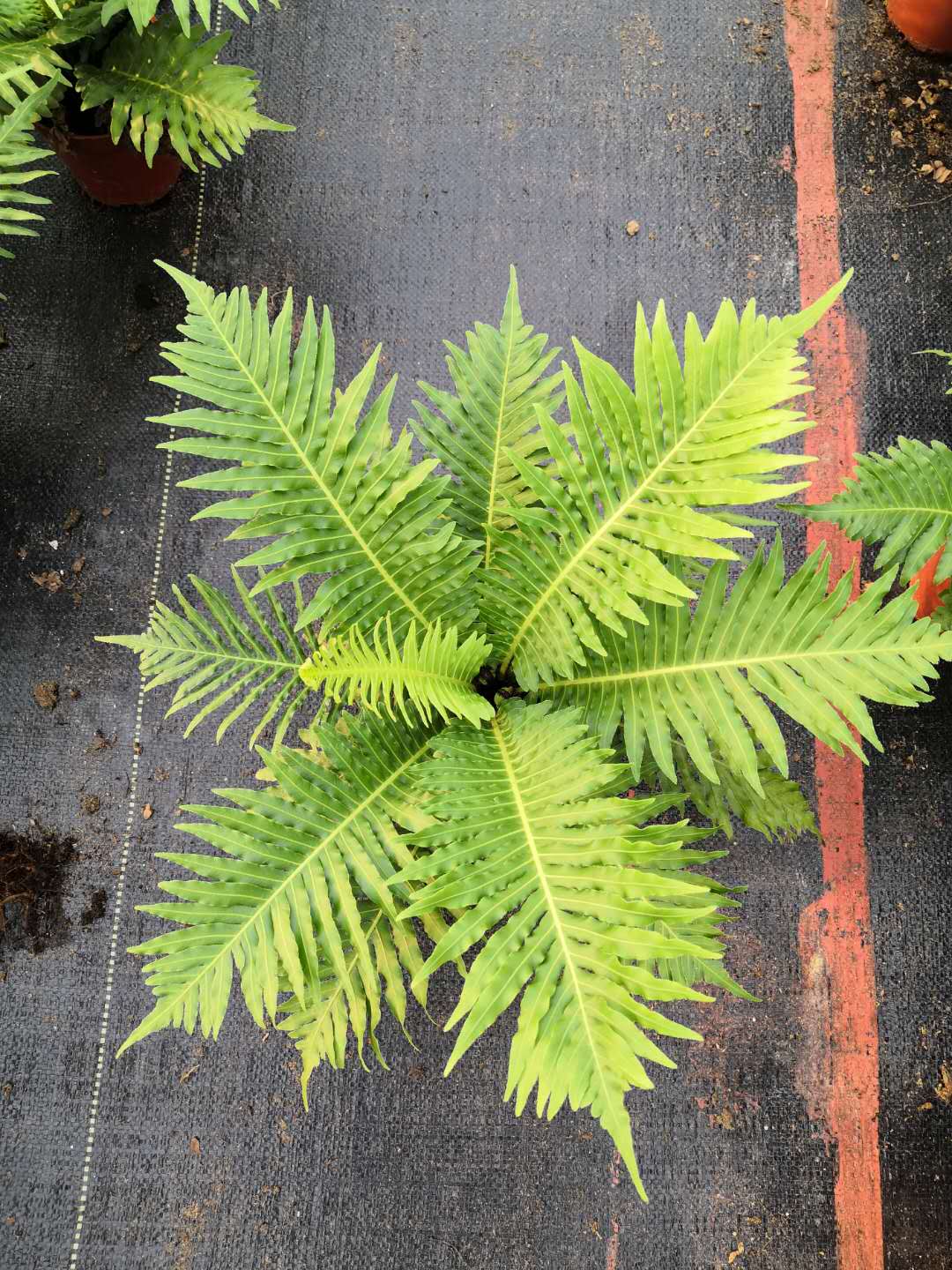 观叶植物富贵蕨盆栽 净化空气盆景富贵蕨 花卉造景室内美化富贵蕨盆栽图片