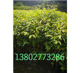 海南土沉香苗 廣州沉香地苗 量大從優(yōu) 成活率高