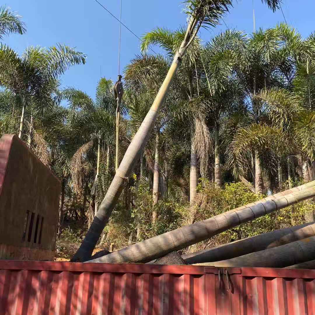 狐尾椰圖片/狐尾椰樣板圖 (2)