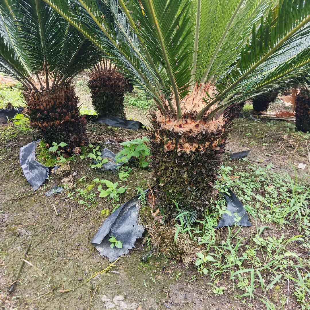 蘇鐵樹圖片/蘇鐵樹樣板圖 (3)